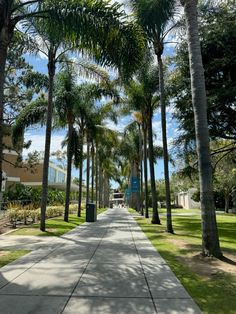 palm trees line the sidewalk in front of a building