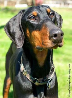 a black and brown dog standing on top of a lush green field