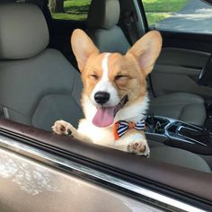 a dog sitting in the back seat of a car with its tongue out and his eyes closed