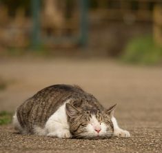 a cat laying on the ground with its eyes closed