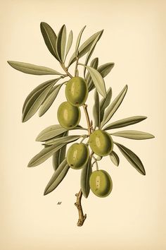 an olive tree branch with green olives on it's branches, and leaves