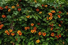 orange and yellow flowers growing on the side of a building