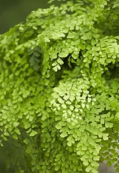 a close up of a green plant with lots of leaves on it's branches