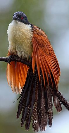 an orange and black bird sitting on a branch with its wings spread out, it's head turned to the side