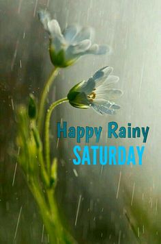 two white flowers sitting on top of a green plant with rain falling in the background