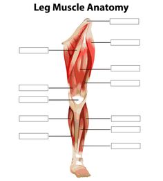 the leg muscles are labeled in this diagram