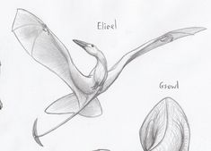 three different types of birds are shown in this drawing