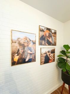 three pictures hanging on the wall next to a potted plant