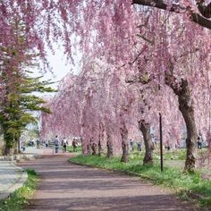 a tree lined path with pink flowers on the trees and people walking in the distance