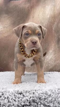 a small brown and white puppy standing on top of a rug with a chain around it's neck