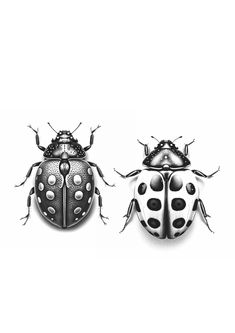 two black and white bugs sitting next to each other