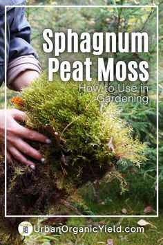 Sphagnum peat moss is a versatile and valuable addition to your garden, offering numerous benefits for plant growth and soil health. Learn about the origins, harvesting methods, and sustainable use of peat moss. Discover how to incorporate peat moss into your gardening practices, from seed starting to soil amendment, for optimal plant growth and vitality.