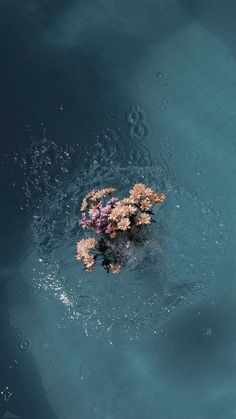 a bunch of flowers floating on top of a body of water in the middle of the day