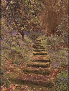 a set of steps in the middle of a forest