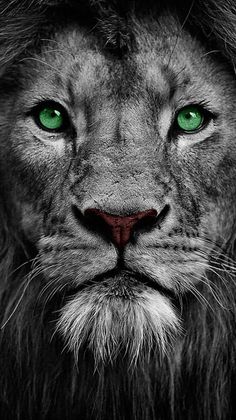 a black and white photo of a lion with green eyes