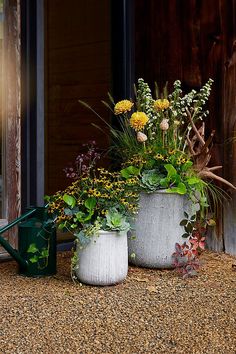 two potted plants sitting next to each other