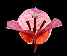 a pink and red flower on a black background with white stamens in the center