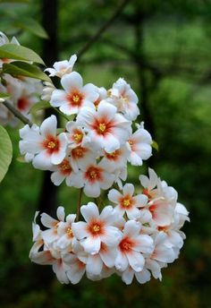 white and red flowers blooming on a tree in the forest with green trees in the background