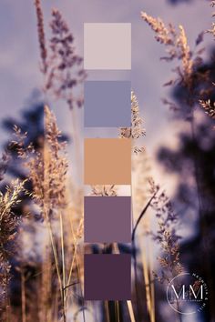 some tall grass with different shades of purple