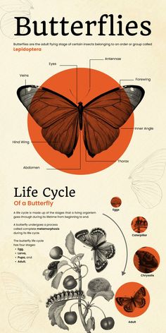 the life cycle of a butterfly is shown in this graphic style, with information about its parts