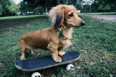 a long haired dog standing on top of a skateboard in the middle of a field