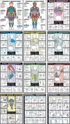 an image of the muscles chart with instructions for each muscle type and their corresponding functions