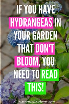 blue and purple flowers with the words if you have hydrants in your garden that don't bloom, you need to read this