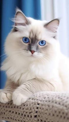 a white cat with blue eyes sitting on a scratching post