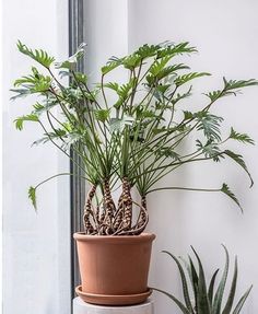 two potted plants sitting next to each other on a window sill