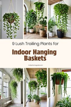 indoor hanging plants with text overlay that reads 9 lush trailing plants for indoor hanging baskets