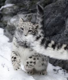 a snow leopard standing on its hind legs in the snow with it's front paws up