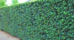 a hedge that is next to a sidewalk