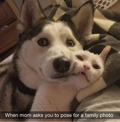 Husky Meme, Silly Cats Pictures, Pretty Animals, Silly Animals, Funny Cute Cats, Cute Creatures, Silly Cats, Pretty Cats