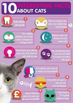 a cat's face with the words 10 interesting fact about cats on it and an info