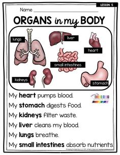 5 Senses 1st Grade Activities, 1st Grade Anatomy, Human Body Science For Kindergarten, 1st Grade Body Science, Science Activities For Grade 1, Our Body Worksheet Grade 2, Life Science Activities Elementary, Science Lesson For Grade 1, Grade 1 Science Activities