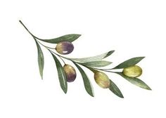 an olive tree branch with green leaves and fruits on it's branches, painted in watercolor