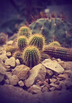 several cactus plants sitting on top of rocks