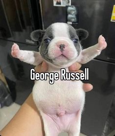 a person holding up a small dog with its paw in it's mouth and the caption george russell