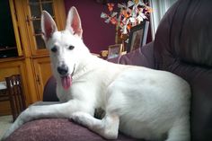 a white dog laying on top of a couch