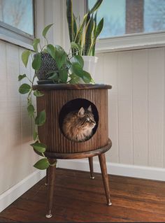 a cat sitting in a wooden planter on top of a hard wood floor next to a window