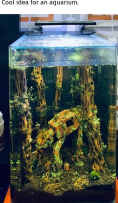 an aquarium filled with plants and trees