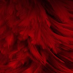 an image of red feathers background