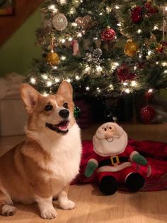 a corgi dog sitting in front of a christmas tree next to a toy