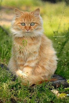 an orange and white cat sitting in the grass