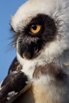 a close up view of an owl's face with yellow and black feathers against a blue sky