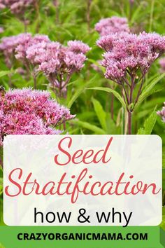 purple flowers with the words seed stratfication how and why