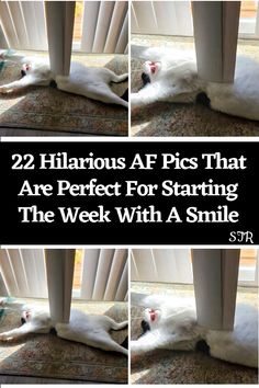 four different pictures of a white cat laying on the floor next to a window with text that reads, 22 hilarious af pics that are perfect for starting the week with a smile