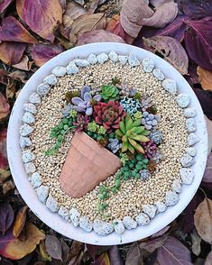 a white bowl filled with plants and gravel