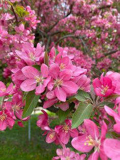 pink flowers blooming on the branches of trees