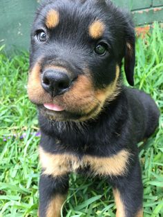 a black and brown puppy sitting in the grass